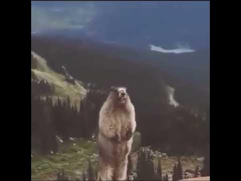 Орущий бобер - YouTube