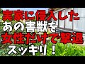 築50年実家にネズミとハクビシンが侵入。天井裏に住みつかれ駆除に燃えた話です。音声ナレーション入り。