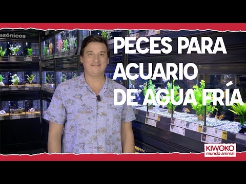 Elección de peces acuario de agua fría hqdefault
