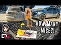 Cleaning A Farm Girl's Vehicle That Was INFESTED With Mice... | The Detail Geek