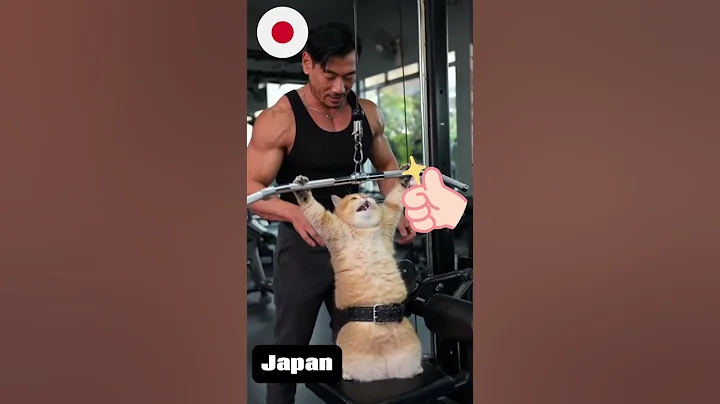 Video 11198031: britishshorthair cat funny, cat japanese, funny fat cat, funny cat meets, funny male cat