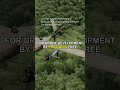 Chinese Researchers Release Open-Source Flight Control Software For Bamboo Drones #Shorts