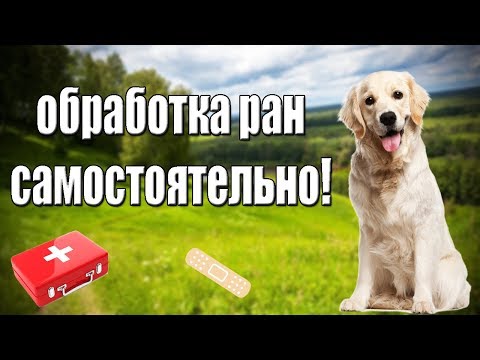 Вопрос: Можно ли рану у кота обработать мирамистином?