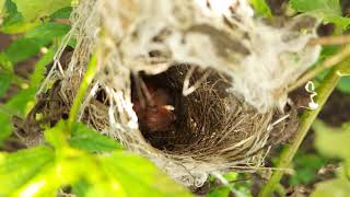 Honey Birds Captured In Live In Honey Birds 