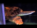 Lama &amp; Rob Shark Dive