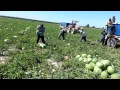 La uno bien pilas en la sandia