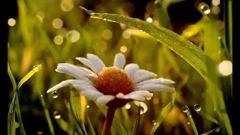 ما تيسر من سورة البقرة الاية 232 و 271 بدر اليوسف