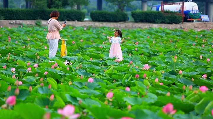 Lotus flowers in full bloom in N. China - DayDayNews