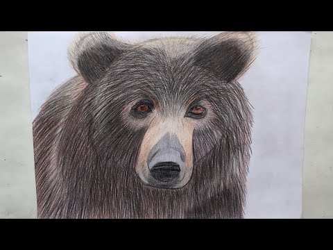 Rəsm - Ayı Necə Çəkilir - How to Draw Bear