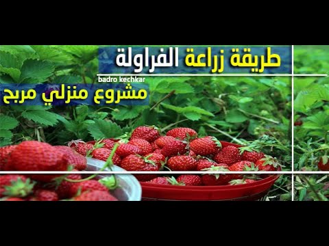 مشروع منزلي مربح - طريقة زراعة الفراولة