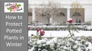 Winterizing Potted Plants // How to Protect Potted Plants during Winter