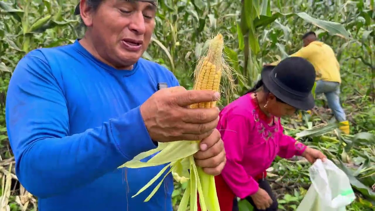Mi amigo hormiga me invito a cosechar choclos en su finca