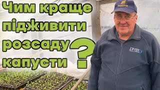 Чим краще підживити розсаду капусти?