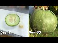 スーパーで買ったメロンの種を取って育てる(メロンの育て方)  /  How to growing melon from store bought melon to harvest
