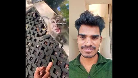Monkey 🐒🐵 Reaction To Middle Finger 😇😂 #funny #trending #comedy #money #memes #reaction #shorts
