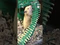 My Smart Hamster!#cute #hamsterkombat #hamster #viral #shorts #shortvideo #hamsters