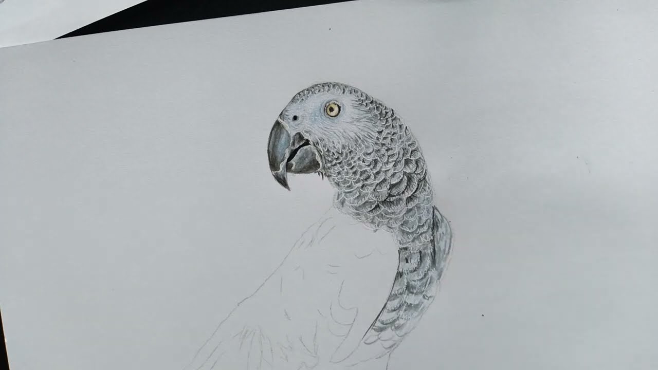 como desenhar papagaio do congo realista passo a passo em lápis de cor:  parte 5 de 5 