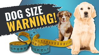 BEWARE! Why Your Dog Size Matters