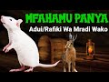 Mfahamu Panya Adui Mkubwa Wa Mradi Wako Mbinu Za Kukabiriana Na Panya Katika Miradi Yako