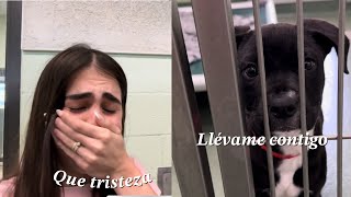 Adoptamos un perrito? Que pasa con mi perrito de Cuba, centros de adopción en Usa no son como pensé?