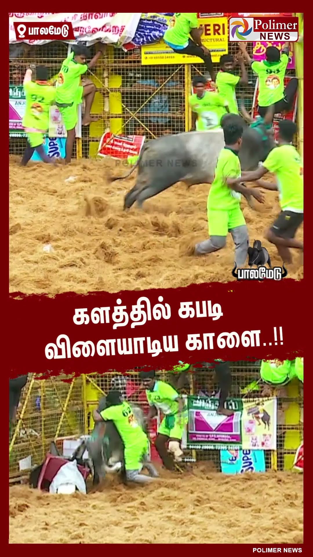 களத்தில் கபடி விளையாடிய காளை..!! #shorts | #palamedujallikattu