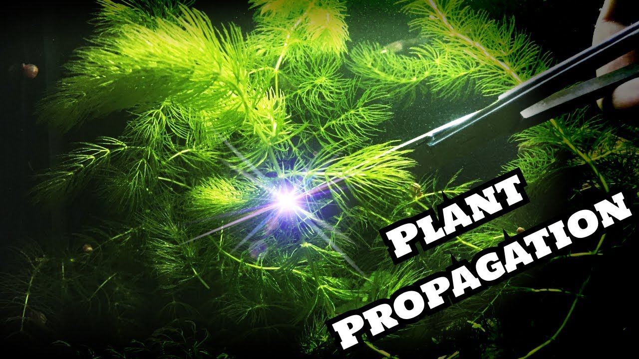 Роголистник (Ceratophyllum demersum) – выносливое растение для начинающих/разведения живородящих ...