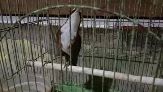Burung Kopi Kopi    Suara Burung Kopi Kopi