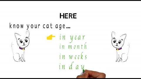 How To Calculat Your Cat Age In 1 Second | Catagecalculatorguru