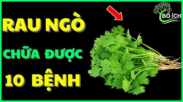 Tin Vui: 10 Lợi Ích Của Rau Ngò Ri Chữa Được 10 Căn Bệnh Thường Gặp Nhất- kênh sức khoẻ bổ ích