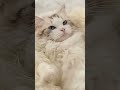 2 In 1 Dog And Cat Bed Pet Winter Bed Round Plush Warm Bed #catbed #plushbeds #bedhead #bedding