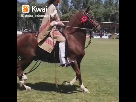 Video: Škvrnitý sedlový kôň