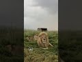 Lions watching lightening ⚡️