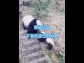 熊貓寶寶 #動物故事 #熊貓