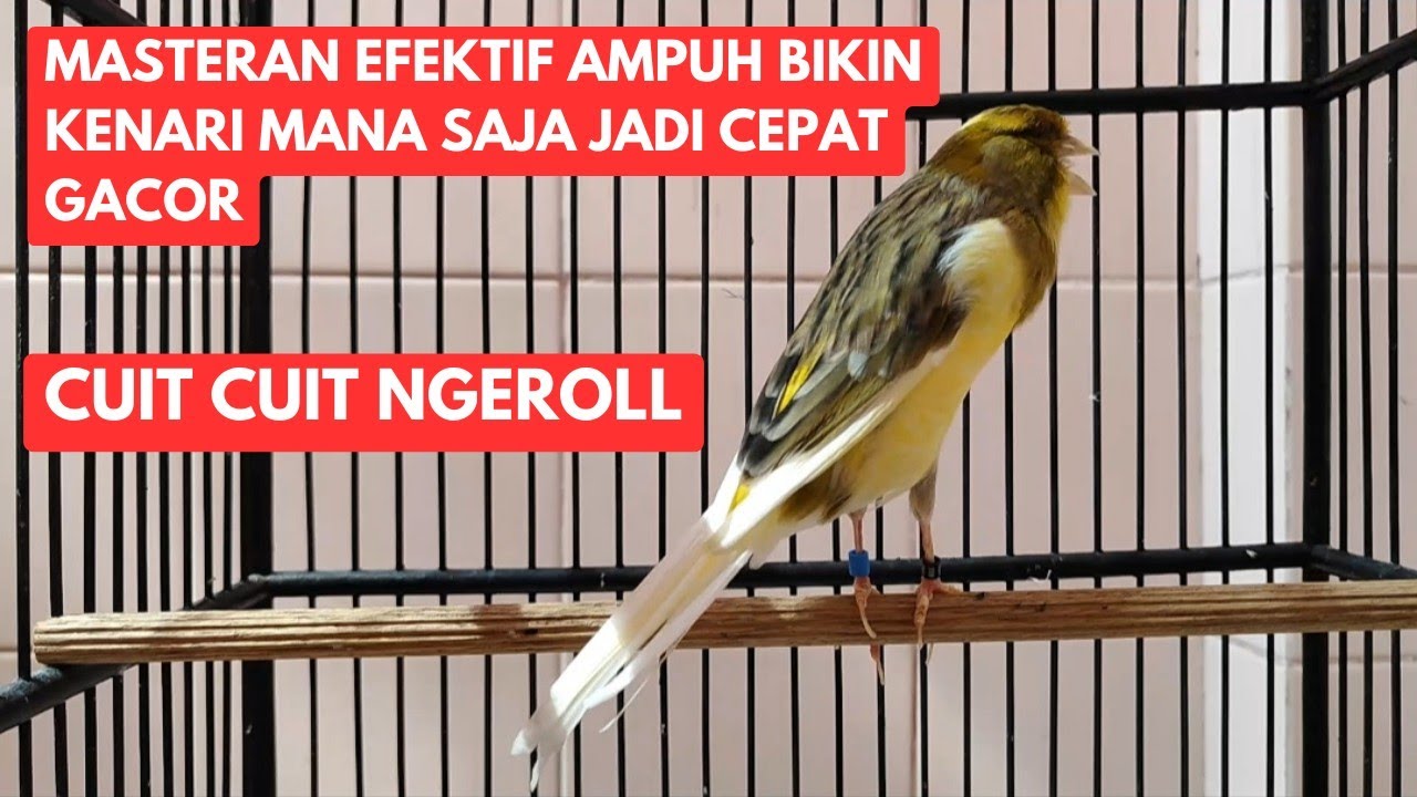 Keunikan Kenari Roller Jerman Suara Ngeroll yang Mengagumkan Keunikan Kenari Roller Jerman Suara Ngeroll yang Mengagumkan