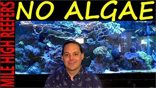 Algae how to control, stop and prevent it in your reef tank