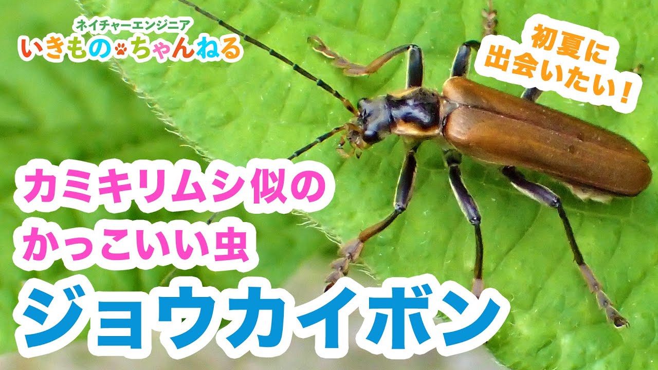 ジョウカイボン カミキリムシ似のかっこいい虫 Youtube