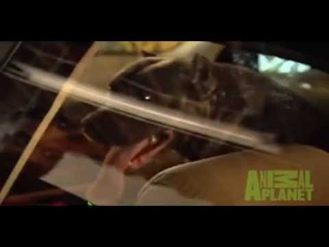 ადამიანი რომელსაც ლეკვების ეშინია