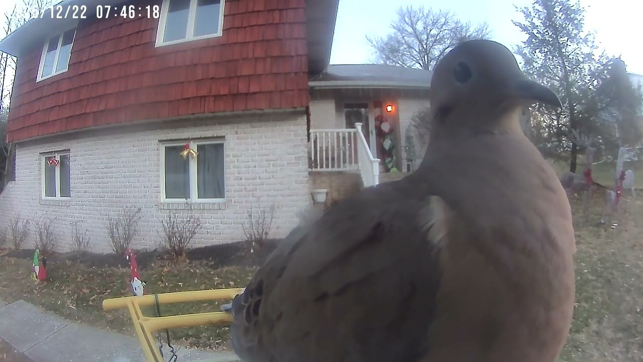 Daily Birdwatching - Netvue Birdfy Birdfeeder Cam - December 22, 2025