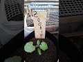 Zuchini y zapallito tronco...