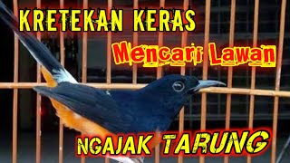 Kretekan Keras murai batu Memancing Emosi Lawan