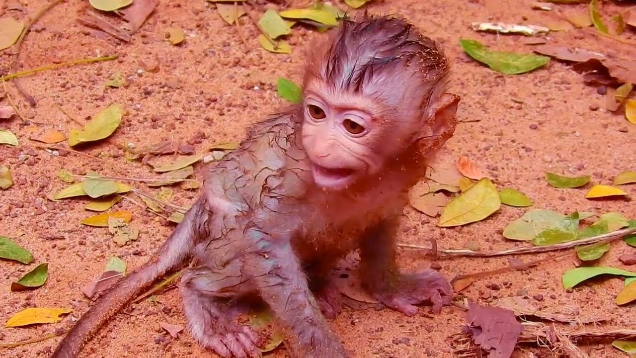 So Sad, Poor Baby Rainbow, She's Very Dirty Body, What's Wrong Baby