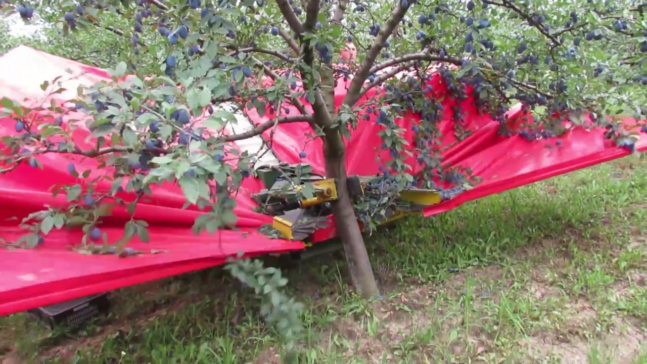Berba sljive u Srbiji / Harvesting plums in Serbia