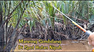Mancing Sembilang Di Spot Hutan Nipah
