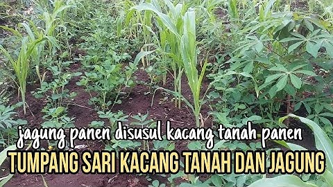 Tumpang Sari Tanaman Jagung Dengan Kacang Tanah