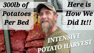 300 lb Per Bed Intensive Potato  Harvest [You Have to See This!!]