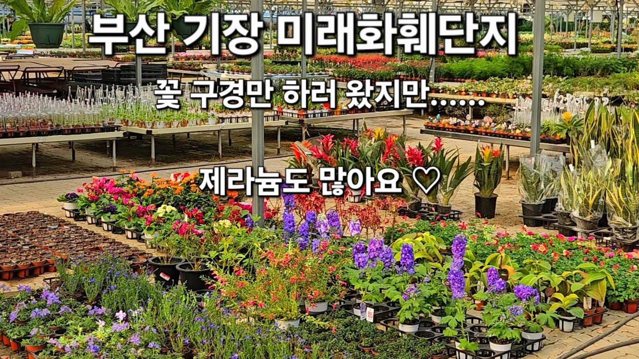 부산 기장 미래화훼단지에 다녀왔어요^^