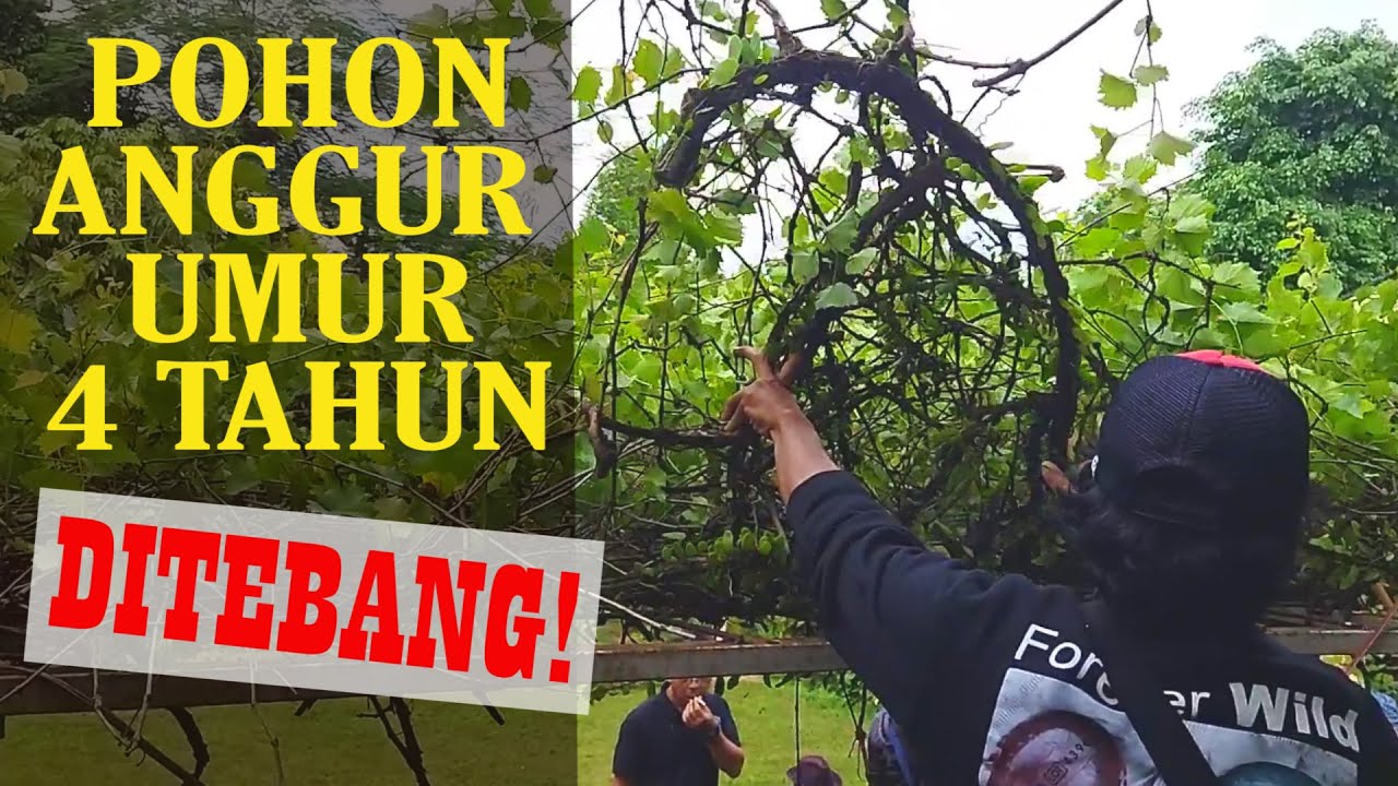 Cara Sambung Entres Pada Indukan Anggur 