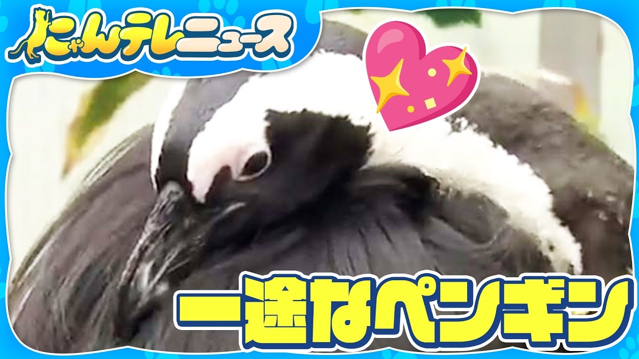 A penguin in love, with unwavering devotion Who is the object