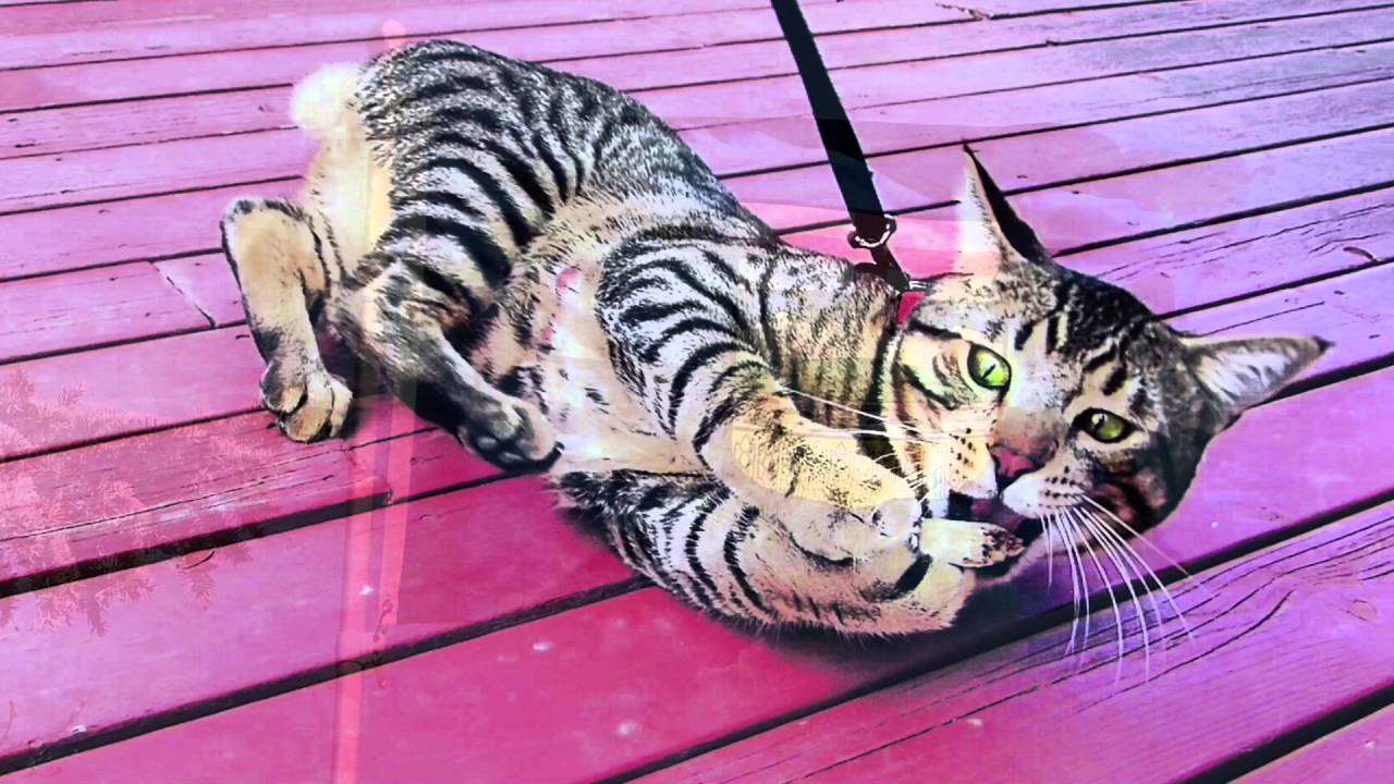 HAPPY SPRING..from Edmonton, Alberta 🇨🇦 Part 1. YouTube