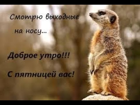 Смешное видео. Ура... Пятница!